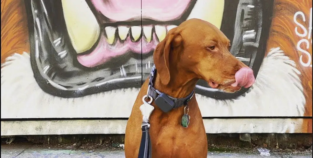 Dogs on a Brooklyn walk with The Dog Walking Network