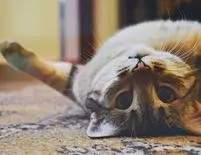 Cat Care Services