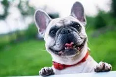 Dog Care Services